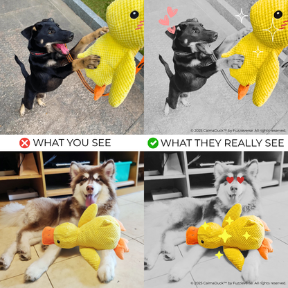 CalmaDuck™
